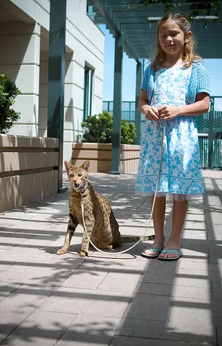 A három legkívánatosabb fajtájú macskák (a legtöbb) A három legkívánatosabb fajtájú macskák