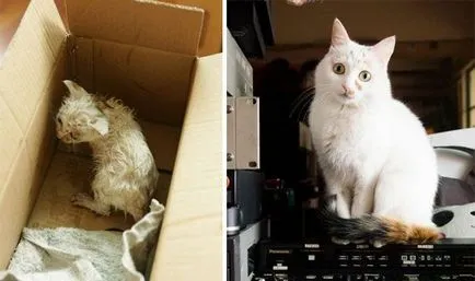 Jót 25 macska előtt és után felvette az utcáról, umkra