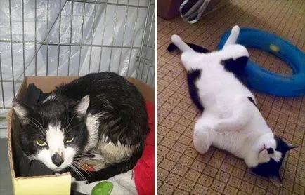 Jót 25 macska előtt és után felvette az utcáról, umkra