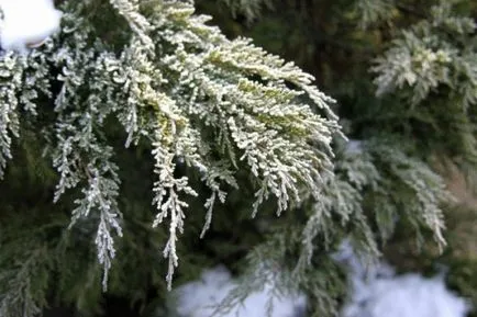 Arborvitae Téli takarás módon és ajánlásokat, épület portál