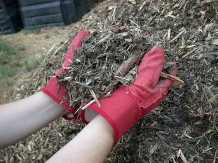 Arborvitae Téli takarás módon és ajánlásokat, épület portál