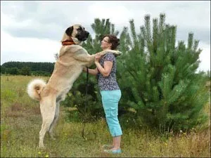Török Dog Kangal (Karabash anataliysky) (anataliysky) Török Dog Kangal (Karabash anataliysky)