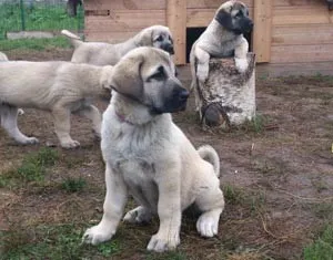 Török Dog Kangal (Karabash anataliysky) (Karabash) Török Dog Kangal (Karabash anataliysky)