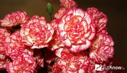 Édes William, ültetés és gondozás tippeket növekvő (Dianthus deltoides) Édes William, ültetés és gondozás tippeket növekvő