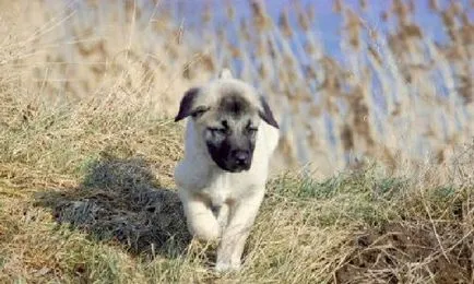 Török KANGAL fotók és videók, fajta leírását és árát