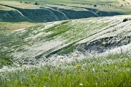 eszpartófű