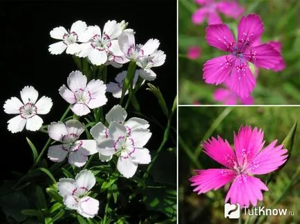 Édes William, ültetés és gondozás tippeket növekvő (Dianthus deltoides növekvő) Édes William, ültetés és gondozás tippeket növekvő