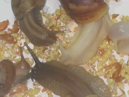 Csiga Achatina - tartási, takarmányozási, tenyésztési