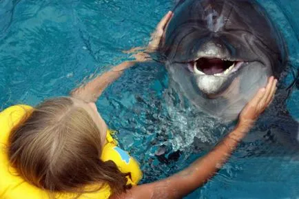 Sokat tanulnak a delfinek (fénykép 3) (delfinek) Sokat tanulnak a delfinek (3 fénykép)