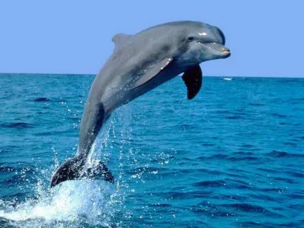 Sokat tanulnak a delfinek (fénykép 3) (delfinek kép) Sokat tanulnak a delfinek (3 fénykép)