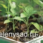 csemete termesztés alapvető szabályait, hogyan nőnek palánták egészséges és erős (alap) csemete termesztés alapvető szabályait, hogyan növekszik az egészséges és erős palánták