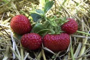 Eper termesztése üvegházi évben - Tippek hétvégi házak