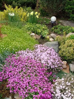 Növekvő Rhododendron ültetés, gondozás, transzfer és a reprodukció, fotó rododendronok a kertben, és (ellátás) Növekvő Rhododendron ültetés, gondozás, transzfer és a reprodukció, fotó rododendronok a kertben, és a