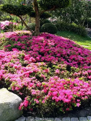 Növekvő Rhododendron ültetés, gondozás, transzfer és a reprodukció, fotó rododendronok a kertben, és a (leszállás) Növekvő Rhododendron ültetés, gondozás, transzfer és a reprodukció, fotó rododendronok a kertben, és a
