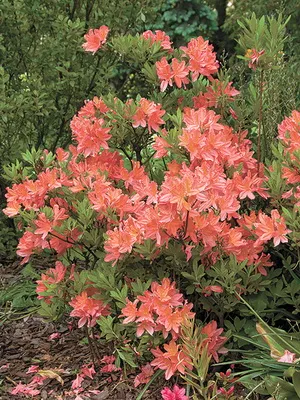 Növekvő Rhododendron ültetés, gondozás, transzfer és a reprodukció, fotó rododendronok a kertben, és (Rhododendron) Növekvő Rhododendron ültetés, gondozás, transzfer és a reprodukció, fotó rododendronok a kertben, és a