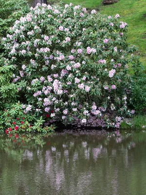 Növekvő Rhododendron ültetés, gondozás, transzfer és a reprodukció, fotó rododendronok a kertben, és (ellátás) Növekvő Rhododendron ültetés, gondozás, transzfer és a reprodukció, fotó rododendronok a kertben, és a