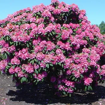 Növekvő Rhododendron ültetés, gondozás, transzfer és a reprodukció, fotó rododendronok a kertben, és (ellátás) Növekvő Rhododendron ültetés, gondozás, transzfer és a reprodukció, fotó rododendronok a kertben, és a