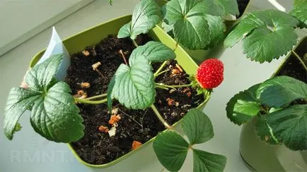 Növekvő eper egész évben otthon