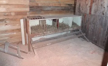 Növekvő kacsa otthon kezdőknek (feltételek) Növekvő kacsa otthon kezdőknek