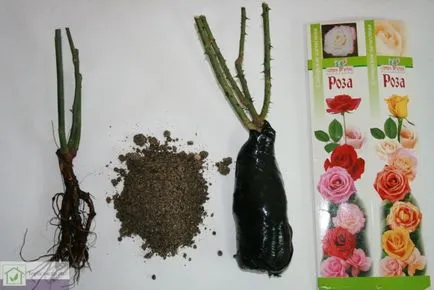 Virágok nőnek az üvegházban, mint üzleti - Hogyan lehet elérni a maximális nyereségesség (az üvegházhatást okozó) Virágok nőnek az üvegházban, mint üzleti - Hogyan lehet elérni a maximális nyereségesség