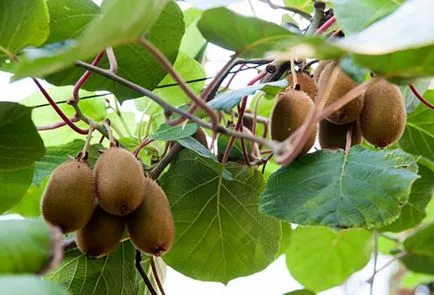 A növekvő Kiwi Ház és az ország, milyen a növény, gondozása és biztosítja az aratás