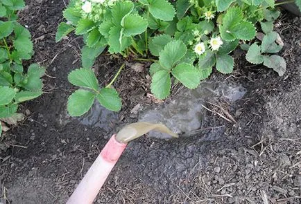 Növekvő földieper nyílt terepen az alapvető szabályokat (a termesztés eper szabadban) Növekvő földieper nyílt terepen az alapvető szabályokat