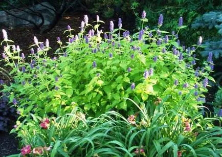 Termesztés Agastache (lofanta)