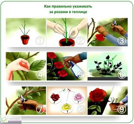 Virágok nőnek az üvegházban, mint üzleti - Hogyan lehet elérni a maximális jövedelmezőség (növekvő) Virágok nőnek az üvegházban, mint üzleti - Hogyan lehet elérni a maximális nyereségesség