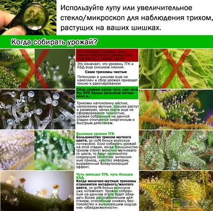 Kannabisz termesztésének otthon - összegyűjtésére aratás aratás