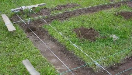 Madárház kutyák a saját kezét, egy fotó, hogy hogyan lehet
