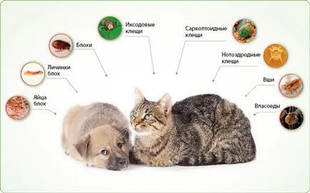 Tetvek macskák tünetei, kezelése, megelőző intézkedések (macska) Tetvek macskák tünetei, kezelése, megelőző intézkedések