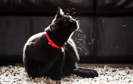 Tetvek macskák tünetek otthoni kezelés (tetvek) Tetvek macskák tünetei, kezelése otthon