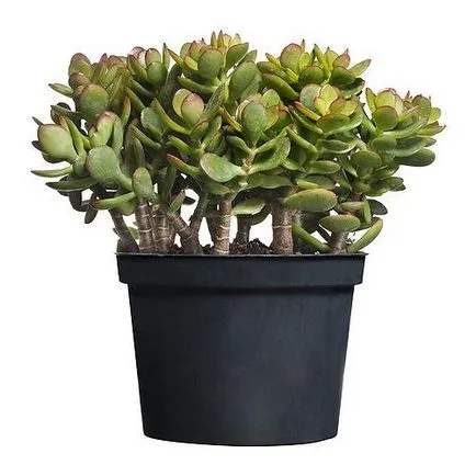 Mágikus Money Tree (monetáris) Mágikus pénz fa