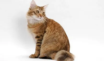 Jellemzői Bobtail macska fajta (fajta) Jellemzői macska fajták bobtail