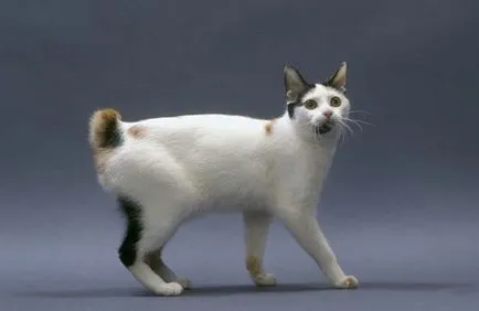 A fajta jellemzői bobtail macska (macskák e fajta) Jellemzői macska fajták bobtail