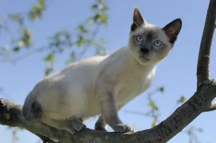 Jellemzői Bobtail macska fajta (fajta) Jellemzői macska fajták bobtail