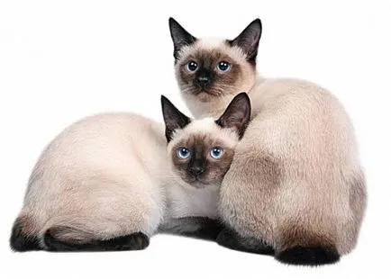 Jellemzői macska fajták bobtail (bobtail) Jellemzői macska fajták bobtail