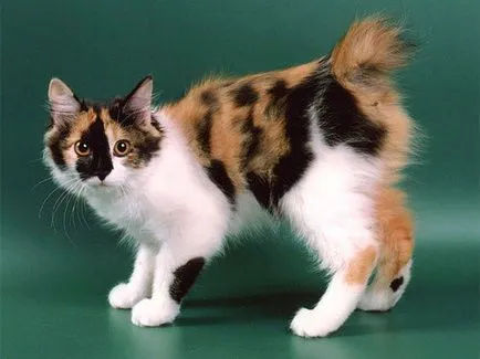 Jellemzői macska fajták bobtail (bobtail) Jellemzői macska fajták bobtail