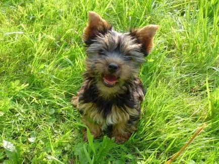 Tenyésztési yorkshire terrier tanácsok kezdőknek kutya tenyésztő