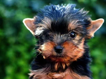 Tenyésztési yorkshire terrier tanácsok kezdőknek kutya tenyésztő