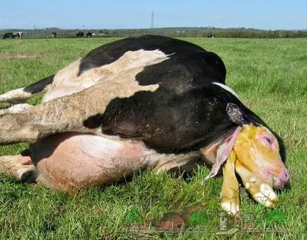 Mindenféle tehén és borjú születése fotó és videó felülvizsgálat