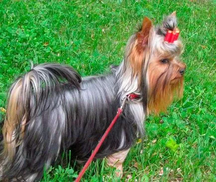Tenyésztési yorkshire terrier, hogyan kell megszervezni