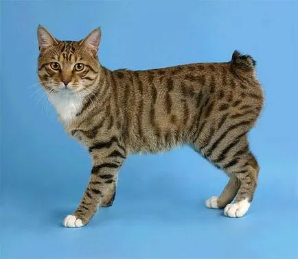 Jellemzői macska fajták bobtail (cat) Jellemzői macska fajták bobtail