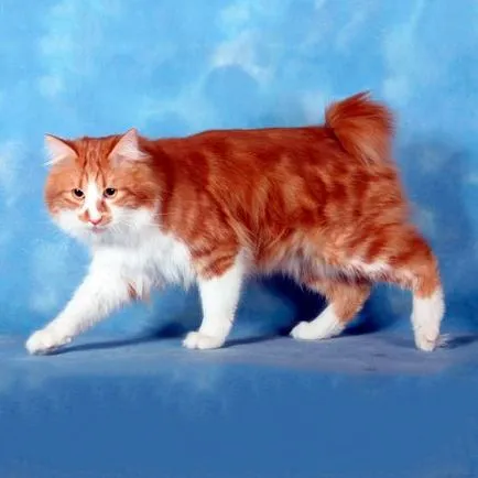 A fajta jellemzői bobtail macska (macskák e fajta) Jellemzői macska fajták bobtail