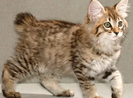 Jellemzői macska fajták bobtail (cat) Jellemzői macska fajták bobtail