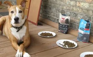 Japán kutyafajta fotókat címek és leírások „hogy mancs”