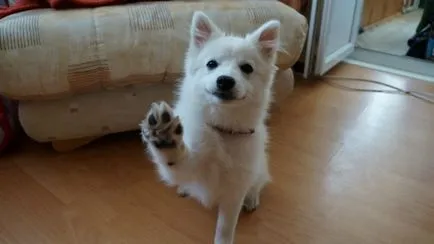Japán kutyafajta fotókat címek és leírások „hogy mancs”