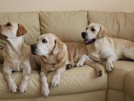 kutyafajta Labrador Feature