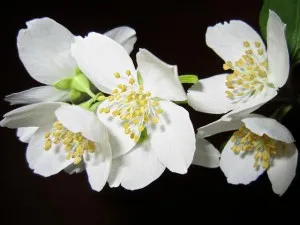 Jasmine Betakarítás gyógyászati célokra és tea (jázmin) Jasmine Betakarítás gyógyászati célokra és tea