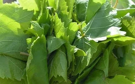 Betakarítás szőlőlevél dolma a tél